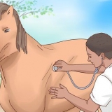 Faça um cavalo chegar