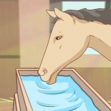 Alimentando um cavalo