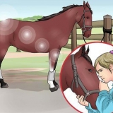 Coçar o casco de um cavalo