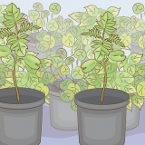 Cultivando uma árvore de jacarandá