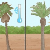 Plante uma palmeira