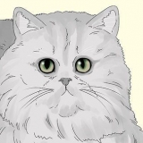 Identificando um gato persa