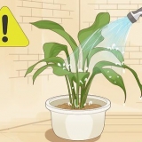 Salvando uma planta que foi regada demais
