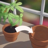 Replante uma planta