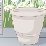 Cultivando uma plumeria