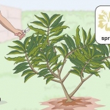 Poda de uma plumeria