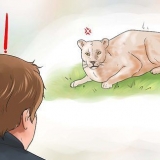 Lutando contra um puma
