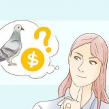 Treinando um pombo-correio