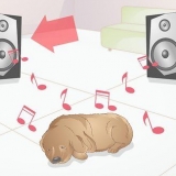 Acalmar um cachorro