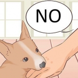 Como fazer um cachorro parar de morder