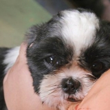 Como fazer um cachorro parar de rosnar quando você o pega