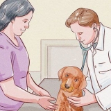 Desparasitação de um cachorro