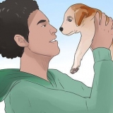 Ensinando um cachorro seu nome