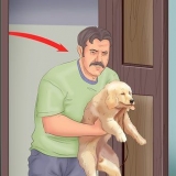 Housetraining um filhote de cachorro em um apartamento