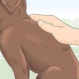 Identificando um filhote de labrador retriever de raça pura