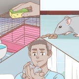 Cuidando de um rato