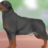 Identificando um rottweiler