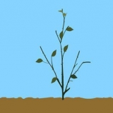 Poda de uma roseira