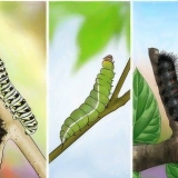Cuidar de uma lagarta até que ela se transforme em borboleta ou mariposa