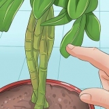 Poda de uma planta schefflera