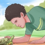 Acariciando uma tartaruga