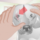Tratando um arranhão no olho de um cão
