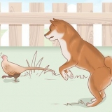 Escolhendo um filhote de shiba inu