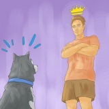 Treinando um husky siberiano