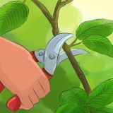 Podando uma planta de bola de neve