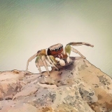 Pegar e cuidar de uma aranha saltadora