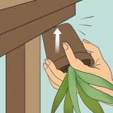 Revivendo uma planta de aloe vera morrendo