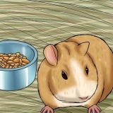Cuidando de um porquinho da índia morrendo