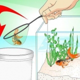 Salvando um peixinho dourado morrendo