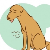 Reconhecendo um cão moribundo