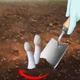 Mate um fungo fedorento