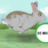 Pegando um coelho manso