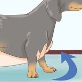 Segurando um dachshund corretamente