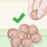 Cultivando uma planta de chá