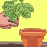 Cuidando de uma planta dos dez mandamentos