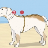 Tricotar uma camisola para um cão