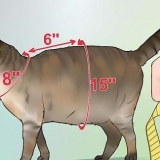 Fazendo um arnês para o seu gato gordinho