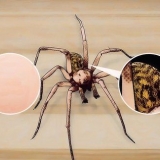 Reconhecendo uma aranha de funil
