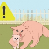 Pegando um gatinho perdido