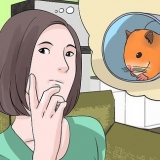 Encontrando um hamster de rua
