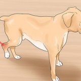 Tratando uma entorse em um cão
