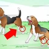 Como tratar um tornozelo torcido em um cão