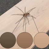 Reconhecendo uma aranha de violino