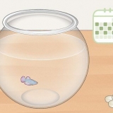 Limpando um aquário de um peixe-lutador-siamês