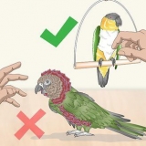 Acariciando um pássaro
