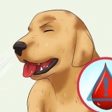 Como remover um ''rabo de raposa'' do nariz de um cachorro